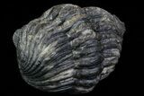 Bumpy, Enrolled Drotops Trilobite - Around #76207-3